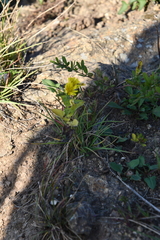 Crepidiastrum denticulatum