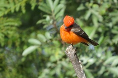 Pyrocephalus rubinus