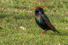 Sturnus vulgaris