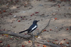 Copsychus saularis ceylonensis