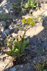 Patrinia scabiosifolia