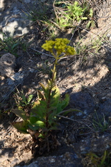 Patrinia scabiosifolia