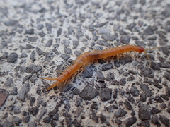 Theatops erythrocephalus