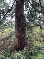 Pseudotsuga menziesii