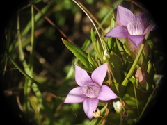 Gentianella germanica