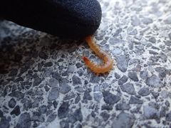 Theatops erythrocephalus