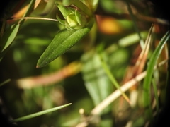 Gentianella germanica