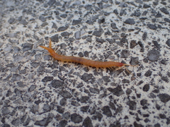 Theatops erythrocephalus