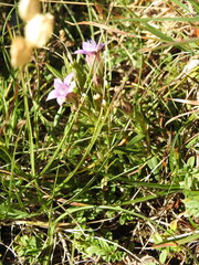 Gentianella germanica