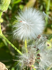 Asteraceae