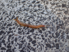 Theatops erythrocephalus