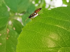 Colpognathus celerator