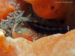 Parablennius marmoreus