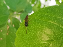 Colpognathus celerator