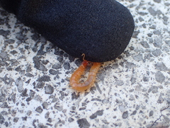 Theatops erythrocephalus