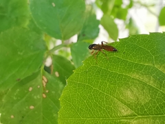 Colpognathus celerator