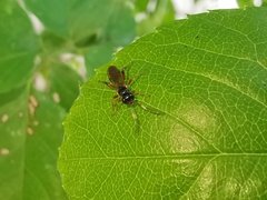 Colpognathus celerator