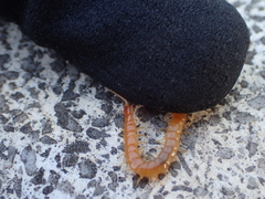 Theatops erythrocephalus