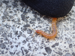 Theatops erythrocephalus