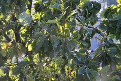 Quercus mongolica