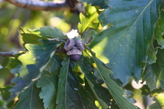 Quercus mongolica