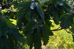 Quercus mongolica