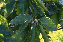 Quercus mongolica
