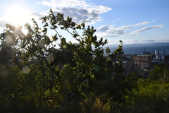 Quercus mongolica