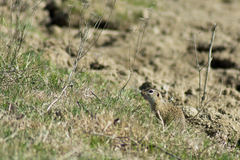 Spermophilus citellus