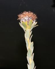 Leucadendron dubium