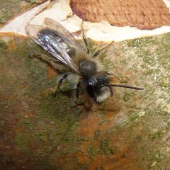 Andrena