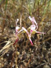 Pelargonium ternifolium