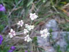 Seseli montanum