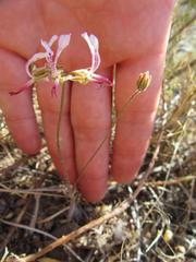 Pelargonium ternifolium