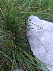 Seseli montanum