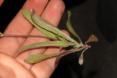 Wahlenbergia androsacea