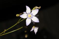 Wahlenbergia androsacea
