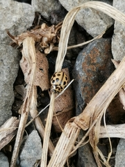 Tytthaspis sedecimpunctata