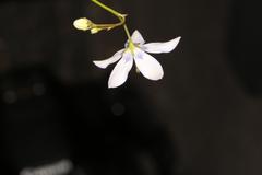 Wahlenbergia androsacea