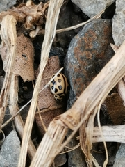 Tytthaspis sedecimpunctata