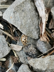 Tytthaspis sedecimpunctata