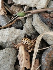 Tytthaspis sedecimpunctata