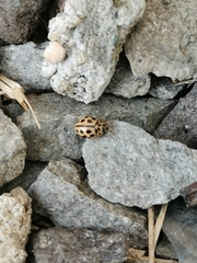 Tytthaspis sedecimpunctata