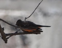 Pyrocephalus rubinus