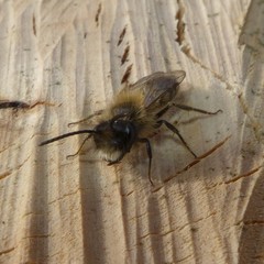 Andrena