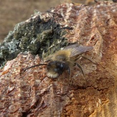 Andrena