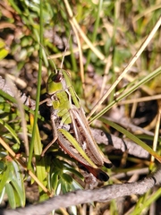 Stenobothrus rubicundulus