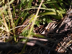 Stenobothrus rubicundulus