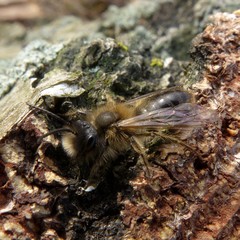 Andrena