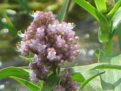 Floscopa glomerata